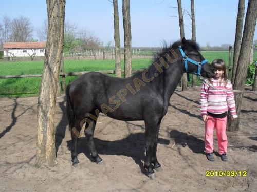 LovasPiac.hu