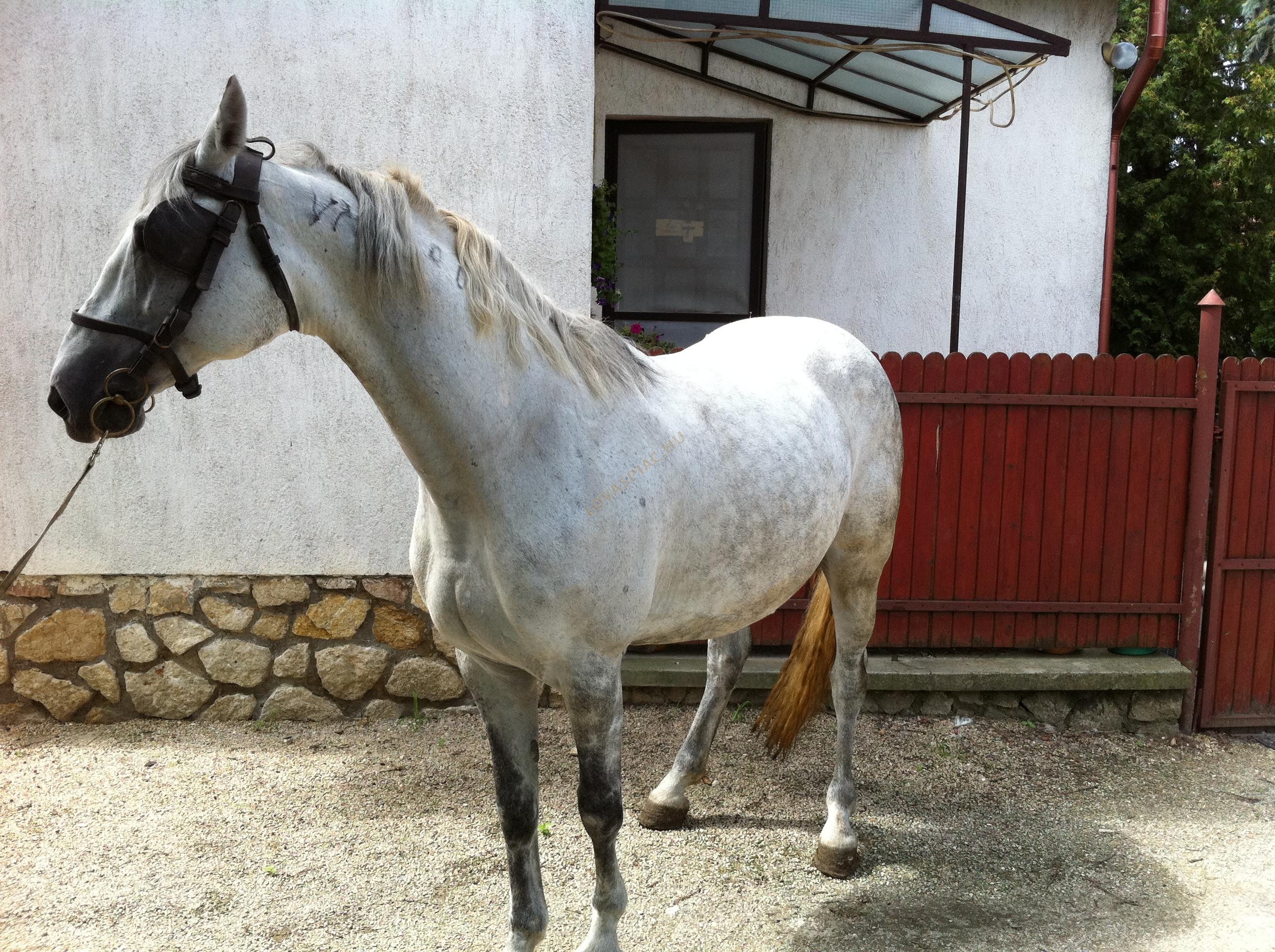 LovasPiac.hu