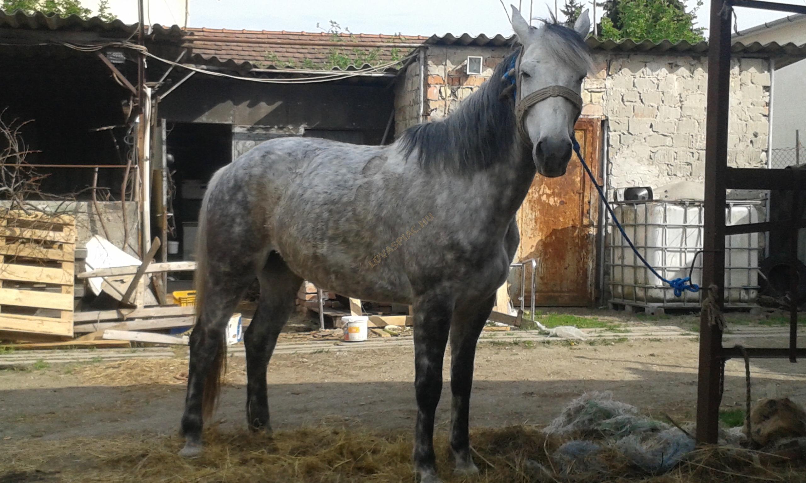 LovasPiac.hu