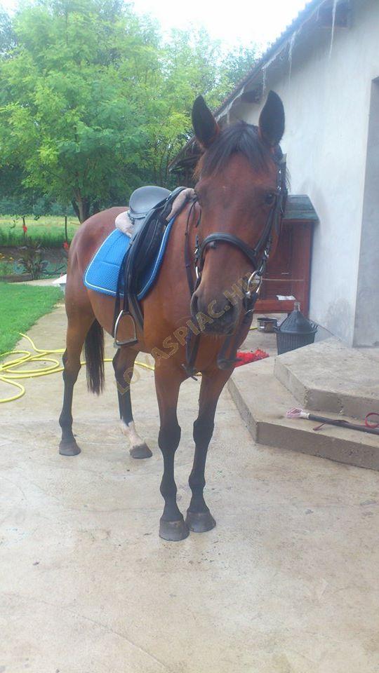 LovasPiac.hu