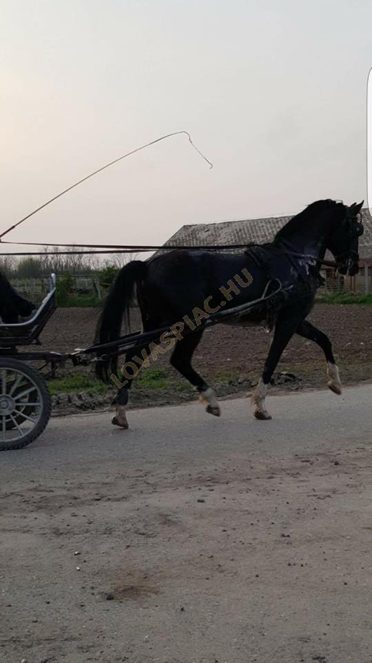 LovasPiac.hu