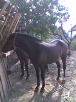 K�p