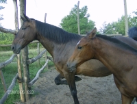 K�p