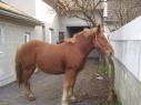 K�p