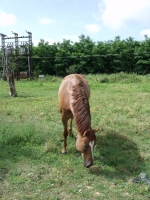 K�p