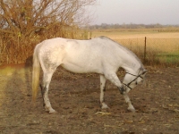 K�p